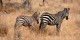 Tanzanie - 2010-09 - 132 - Serengeti - Zebres